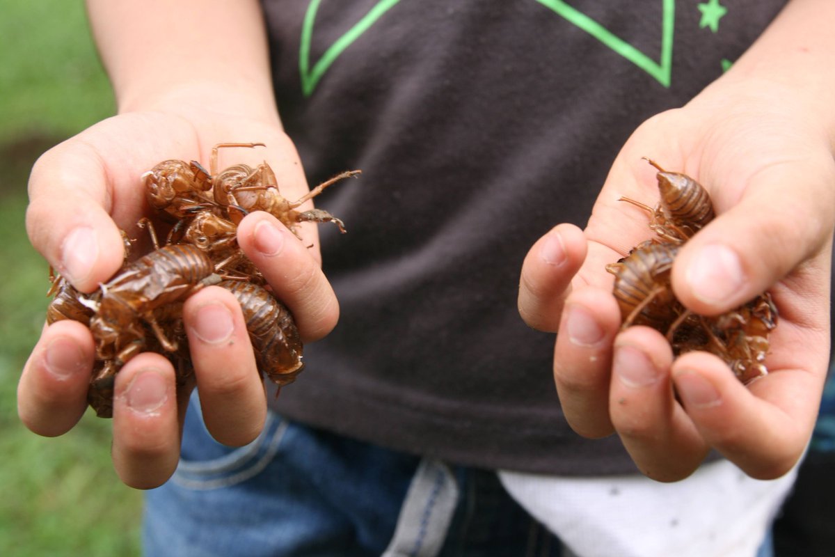 小学生の夏休み