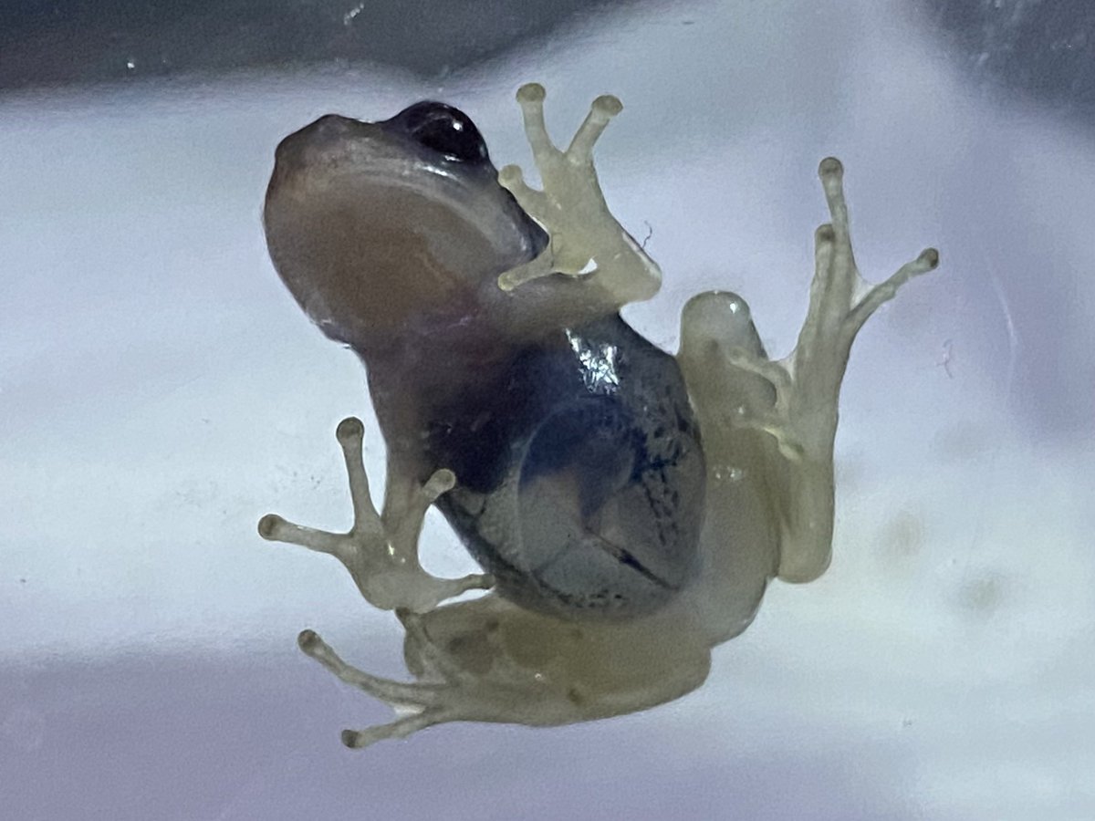 激レア】黒目で透明なアマガエル【安心個体達】