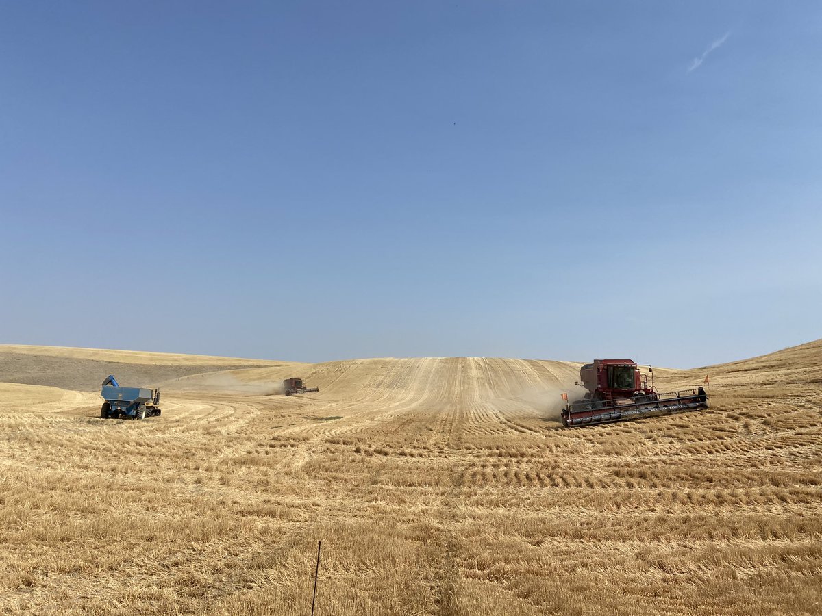 RileyHilleWheat's tweet photo. Home farm harvest. Been pleasantly surprised in a few fields. And we just won’t talk about the rest. #Harvest2021 #pnw #wawheat #sww https://t.co/UG9paU5oIF