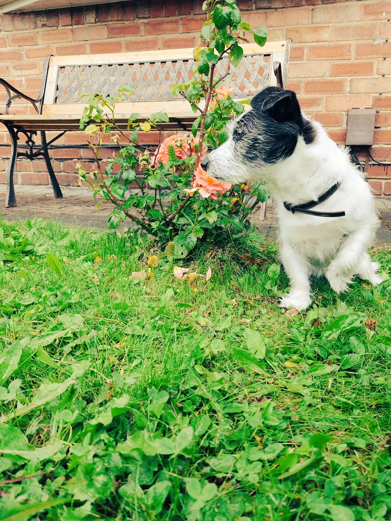 #jackrussellterrier  Millie day 💖💓💕💗 #barbecue  #photoshoot  #naturephotography #dogloverss #bedtime #2021getready #2021goals #newadventures #positivevibes #fridayvibes #motivation #dogsoftwitter #relaxation #summer2021belike  #2021newadventures