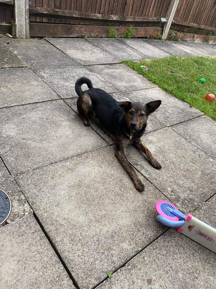 Sirius Animal Rescue tweet media