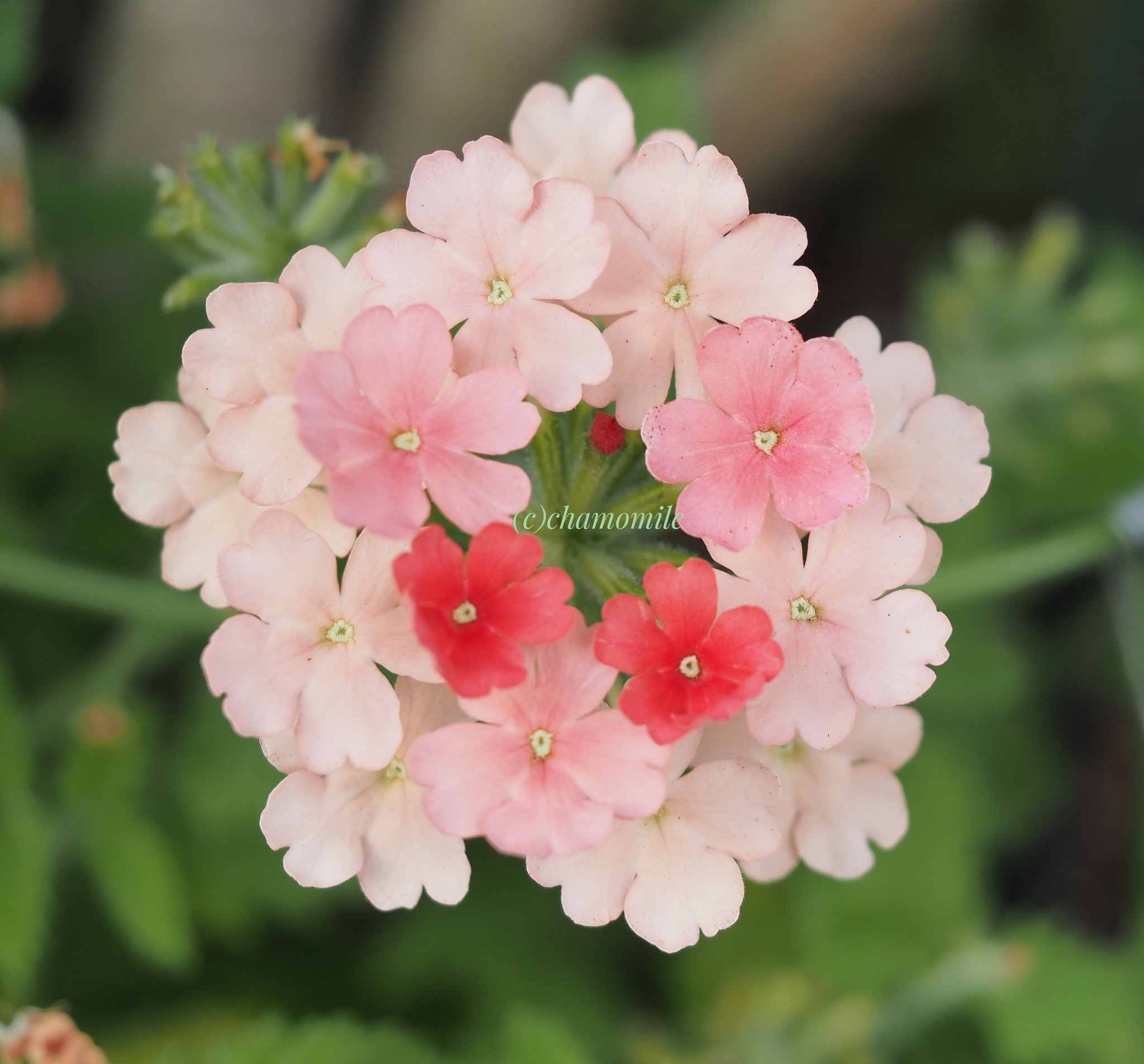 花かんむり Twitter Search Twitter