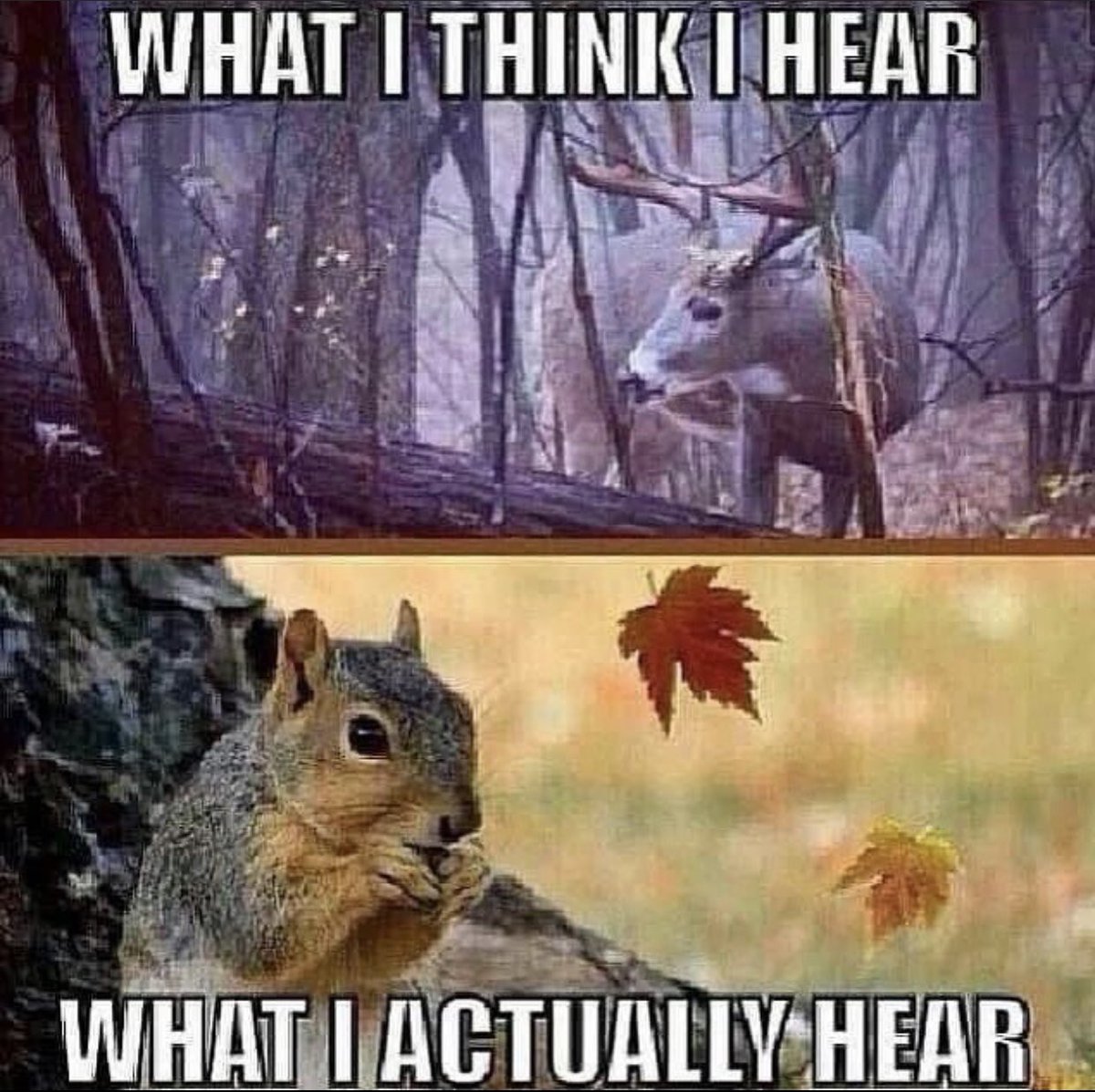 ladderstands's tweet image. We’ve all been there!!
#hunting #huntingproblems #deerorsquirrel #squirrels #deer #buck #outdoors #wildlife #rustlingleaves #trickortreat
