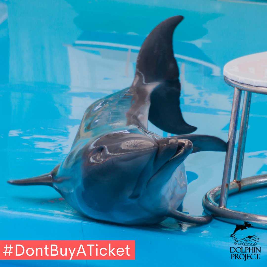 FinsandFluke's tweet photo. Dolphin_Project: Captive dolphins' surroundings are bare, with little mental stimulation. While dolphinariums offer toys for "enrichment," there's really nothing that can come close to the complex lives they could have had in the open ocean.
#SayNoToTheD… https://t.co/qk0JwYxe0B