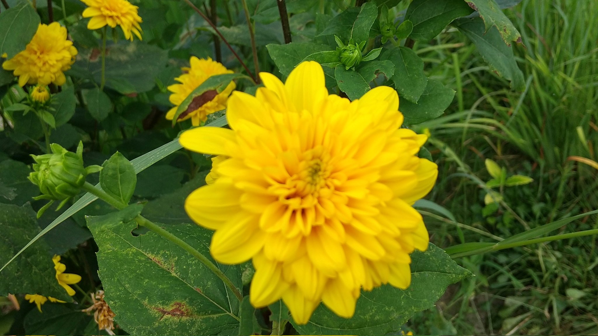 さくら子 おはようございます 暑い土曜日やね 今日は夏の土用で間日なので土も触れますから畑三昧出来るかなと思って喜んでいる私です 黄色い幸せ色のコヒマワリとミニトマトさんを草の中から見つけたよ T Co Wyiloszam8 Twitter