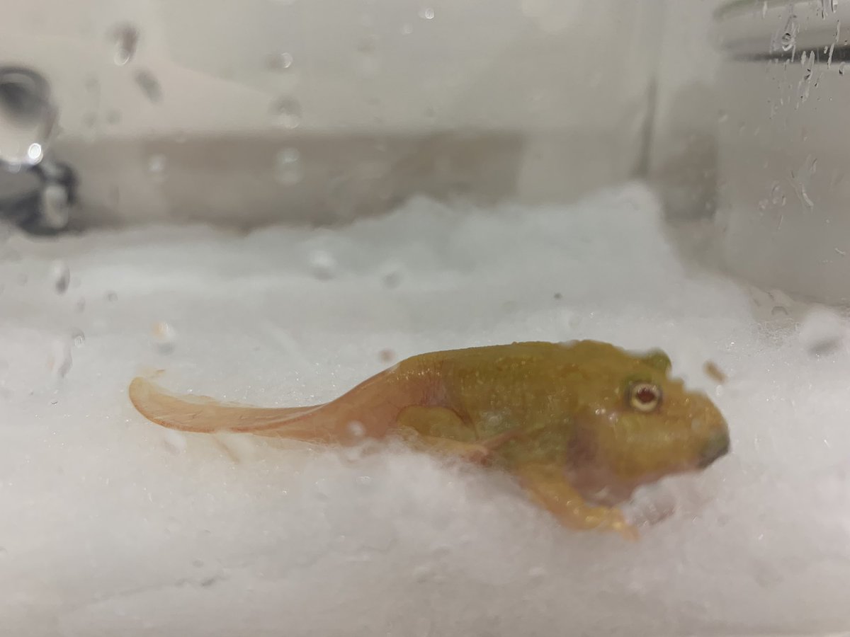 おたまじゃくし Twitter Search