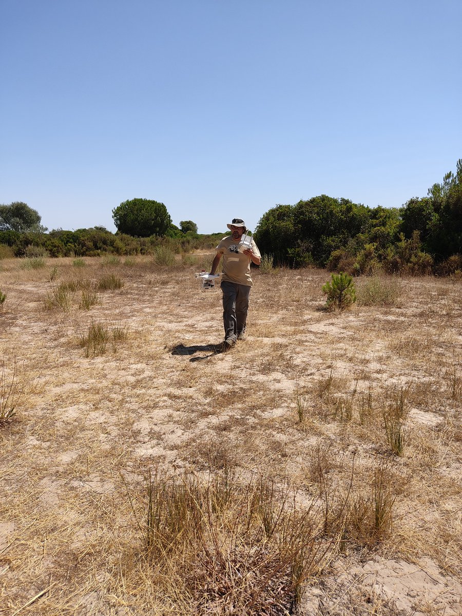 phenogirl's tweet photo. A very exciting fieldwork day flying an UAV at #Doñana with @Quiqueapolo and @LAST_EBD. Our aim is to automatize the estimation of crop sizes of natural plants using #AI. @ebdonana @pedro_jordano #DeepLearning #TEMPNET https://t.co/XFtQvrYHPV