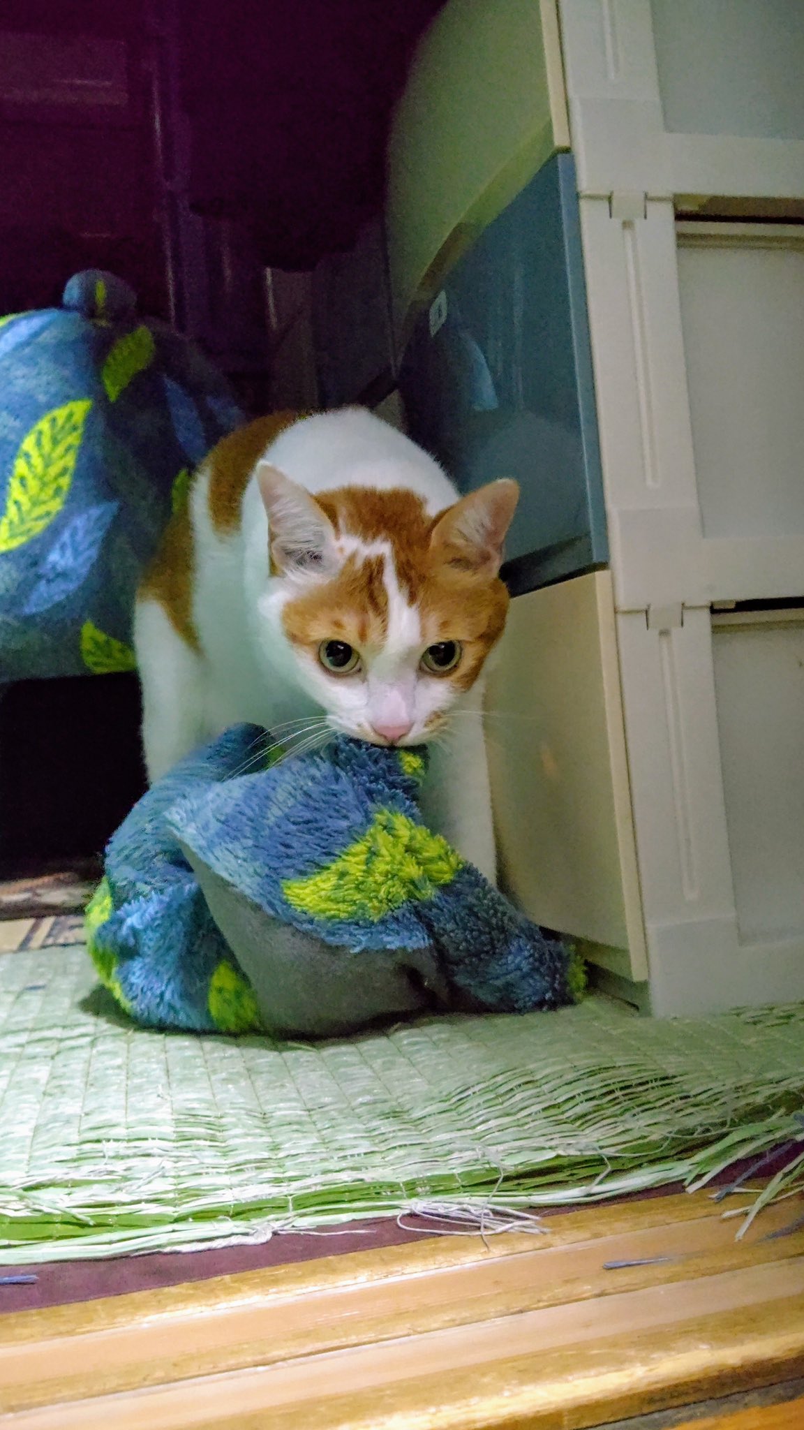 月と鷹 モミモミ カミカミまだまだ止められないにゃ 猫 保護猫 猫のいる暮らし 猫好きさんと繋がりたい 癒し モミモミ カミカミ T Co Pvu0x9k1lh Twitter