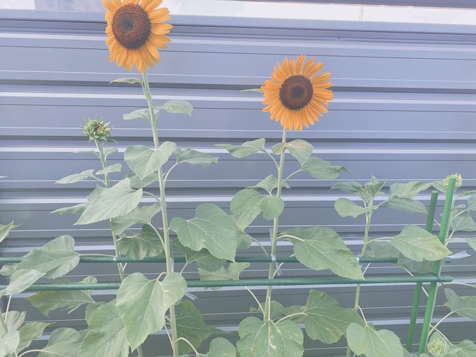 Twitterのコスプレ画像25