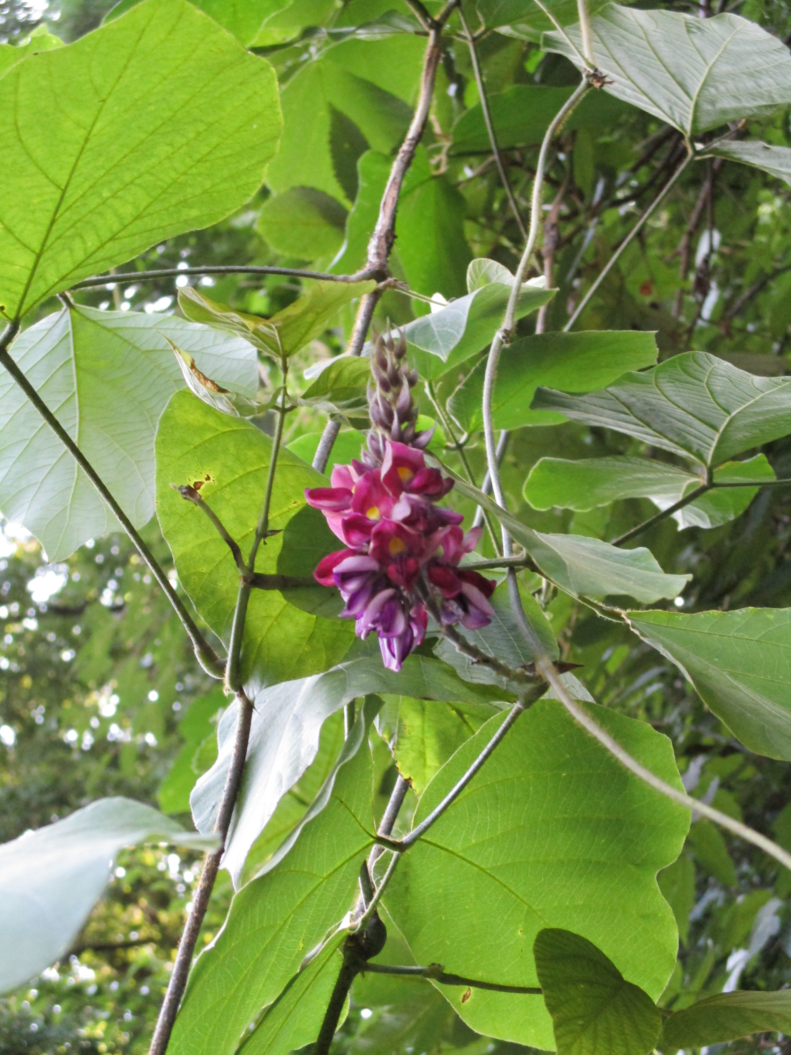 多摩動物公園 公式 葛 クズ の花を見かけました 葛 クズ は 日本では古くから食用や薬用 天然繊維の材料として用いられています H T Co Ev4pqofxeb Twitter