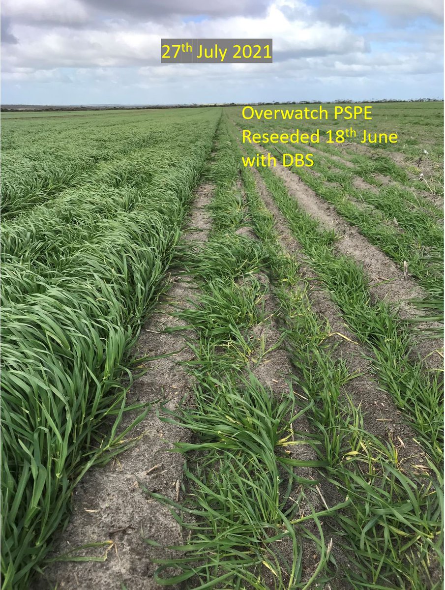 QuentenKnight's tweet photo. Overwatch observations, Overwatch applied PSPE 🔴 Crop safety after soil amelioration (Horsch Tiger) 🟠 Crop recovery from bleaching 🟢 Crop safety after reseeding 🟢 #SeeingTheDifference https://t.co/va6lcdyYeW