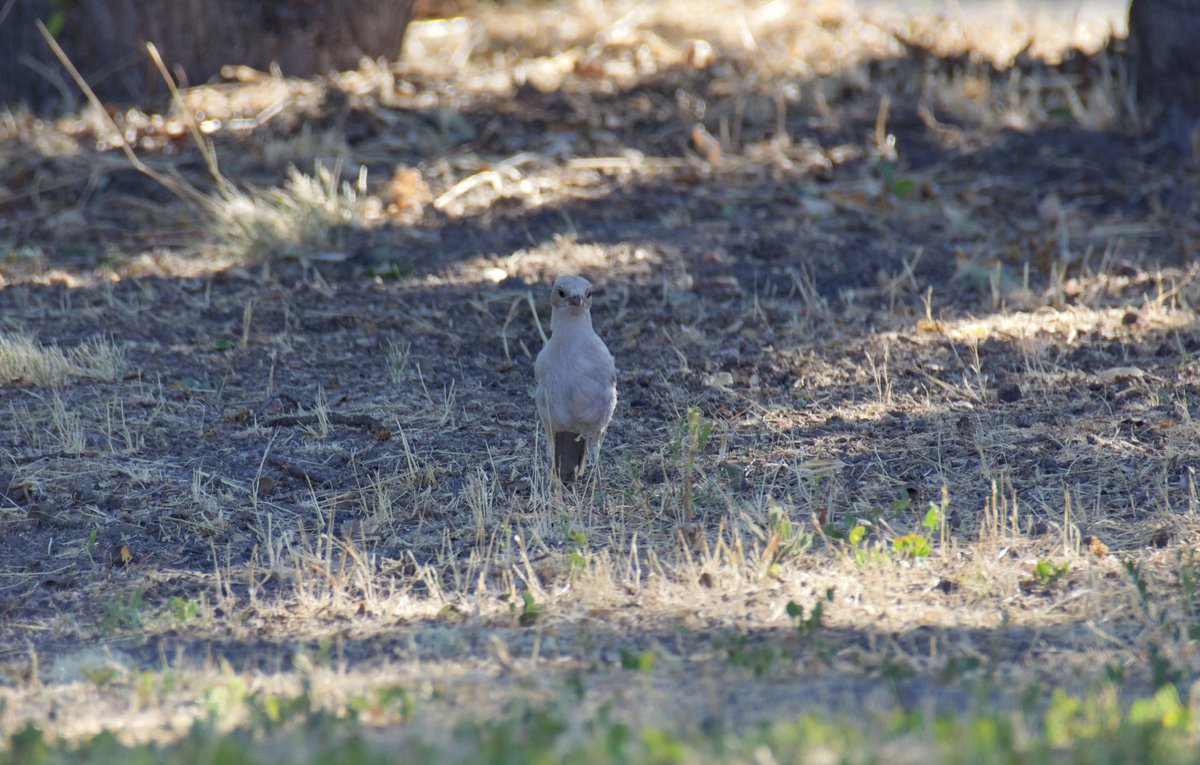 We have a leucistic scrub jay at Hastings! Two of our researchers spotted it outside their house yesterday. Birds with leucism don't have normal pigment in their plumage, but aren't albino--they do have pigment in their other tissues. 😎 (photos: Avalon Cook)