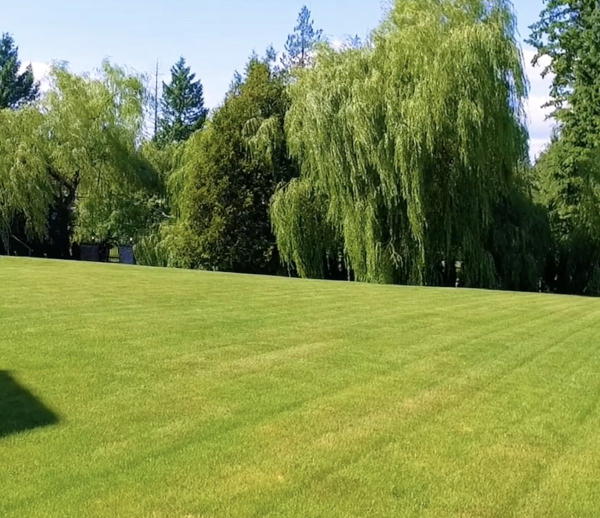 LibertyLawn's tweet photo. Here's a post we just did about lawn mowing:
https://t.co/PGMlFQct8M
#lawncare #lawnmowing #southsurrey #surreybc #southsurreybc https://t.co/F0qgowgp6r