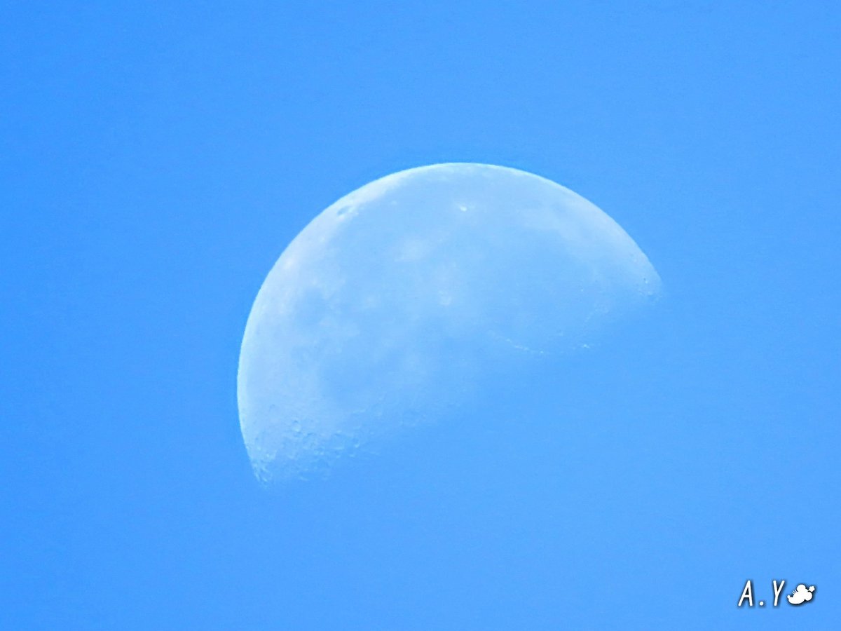 yumeasutw's tweet photo. #青空 に #積雲 が元気一杯の土曜日の朝☀️
西の空には今夜22時16分に #下弦 を迎える白いお月様🌓
予想最高/最低気温🌡️33℃/23℃
晴れのち曇り☀️➡️☁️
日中はお日様ギラギラ✨夜は☁️雲が多くなりそうです。
#イマソラ
#sunshine
#月 #moon
#空の名前
#天気の図鑑
#雲の教室
#a2021 #a0731 #a202107 https://t.co/4Uy4fV9Jig
