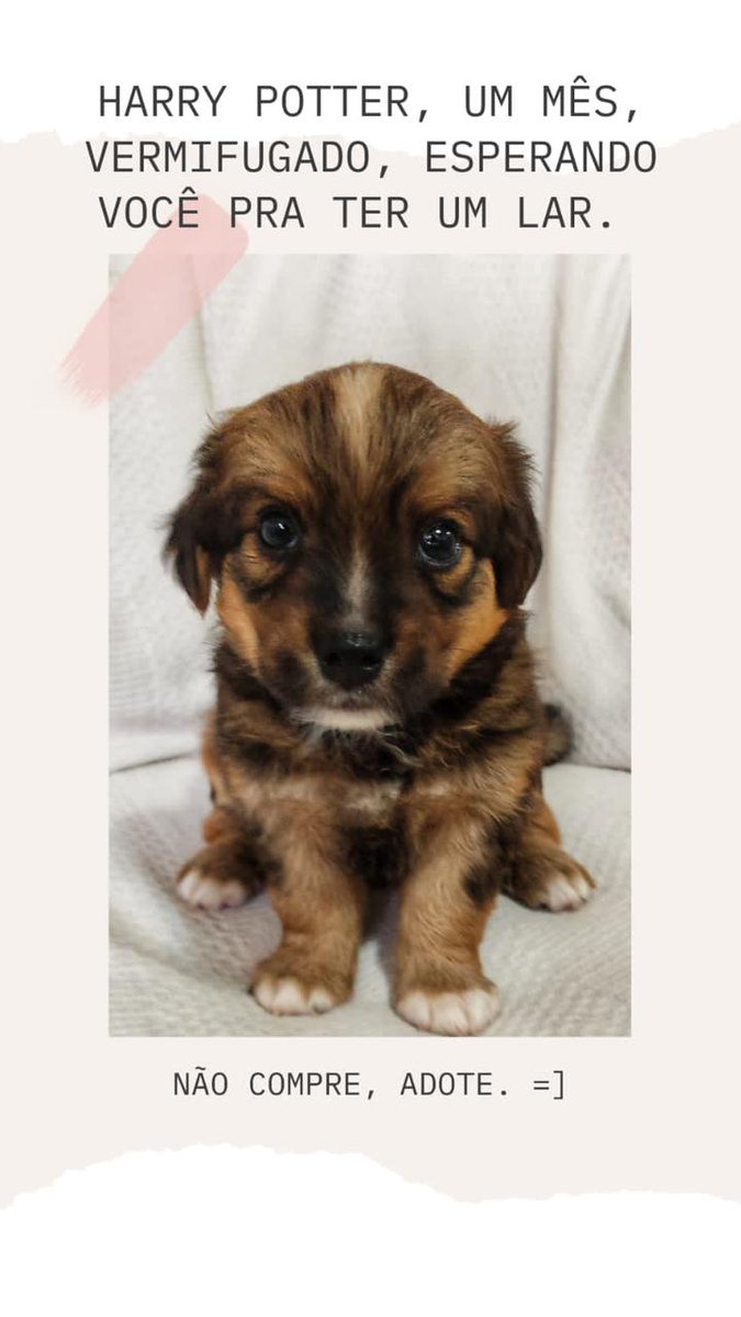 Ei, gente, dá um RT pra ajudar a achar um lar pra esses pocalias fofos 😍😍😍🥰🥰🥰 (Região Belém)