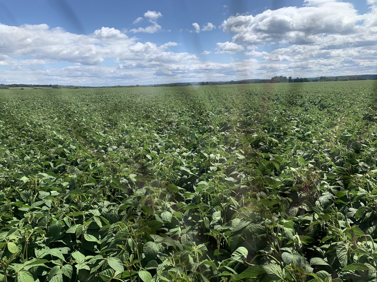 RunnallsW's tweet photo. IP beans progressing well where drainage kept the last 15inches of rain away, getting lush good potential with some August heat and no frost till mid September https://t.co/xkEJy4ECYT
