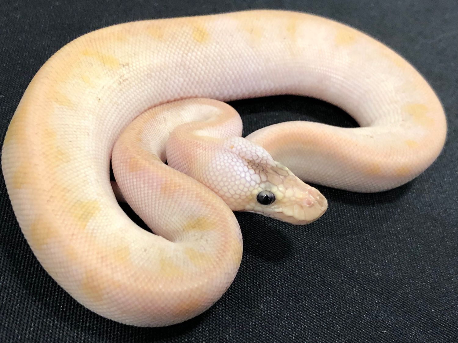 Pastel Champagne Ball Python