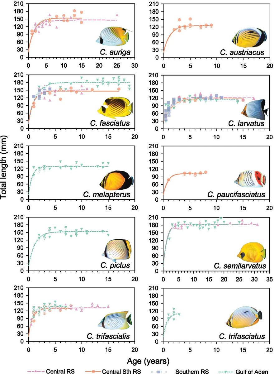 No better time than the present to share our paper on growth rates in Red Sea to Arabian Sea butterflyfishes. Pleased to see these archived samples being put to good use. Big thanks to <a href="/drbmtaylor/">Brett Taylor</a> <a href="/MLBerumen/">Michael Berumen</a>
<a href="/CokerDJReefFish/">Darren Coker</a> et al.

link.springer.com/article/10.100…
