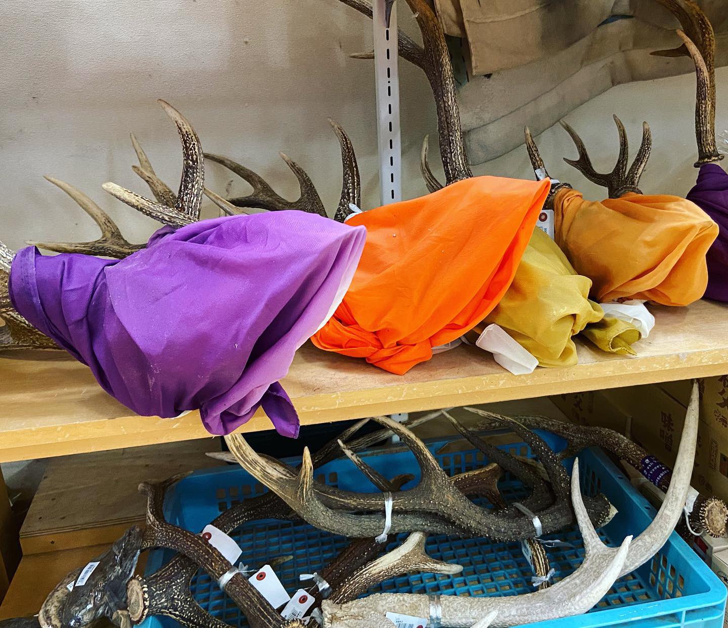 鹿の頭蓋骨 Twitter Search Twitter