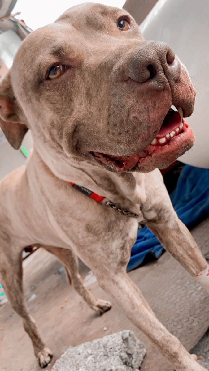 Mario Solis tweet media