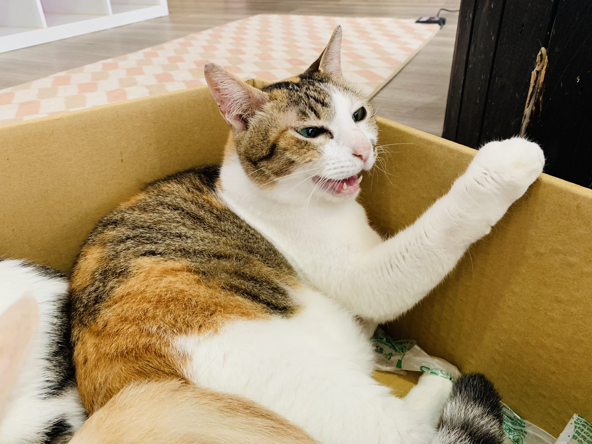 Cat Cafeねこまみれ 神戸 悪趣味 原点に戻って捨て猫ごっこしてるんやけど 忘れてもたなーー もっと他に遊びなかったんかな 汗 神戸猫カフェ ねこまみれ元町店 T Co Jig8s0nmkm Twitter