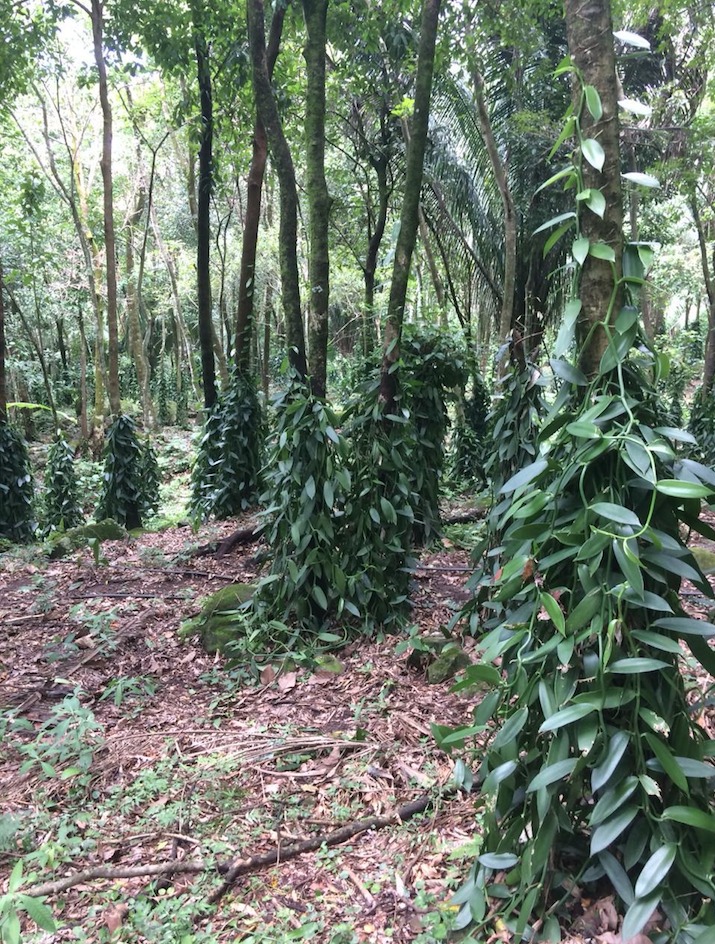 Mexican vanilla trained to grow up and down the trees to make harvesting the vanilla easier. #vanillabeans #mexican #mexicanvanilla #mexicanvanillabeans #vanillabakery #vanillasugar #vanillacookies #baking #goussedevanilletahiti #vanillaplant #orchid #vanillaaroma