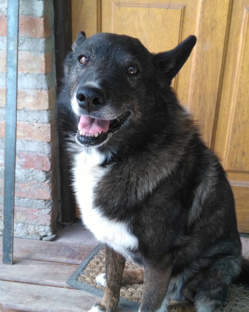 aldi3rvin's tweet photo. Tweet de apreciación a Shablon, el mejor perro del mundo y al que voy a extrañar toda la vida ❣💫 https://t.co/ULauL2Q0OC