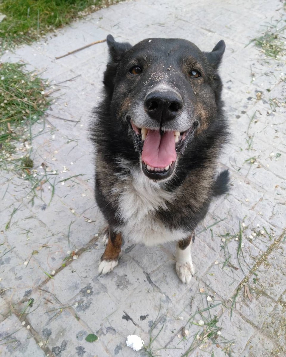 aldi3rvin's tweet photo. Tweet de apreciación a Shablon, el mejor perro del mundo y al que voy a extrañar toda la vida ❣💫 https://t.co/ULauL2Q0OC