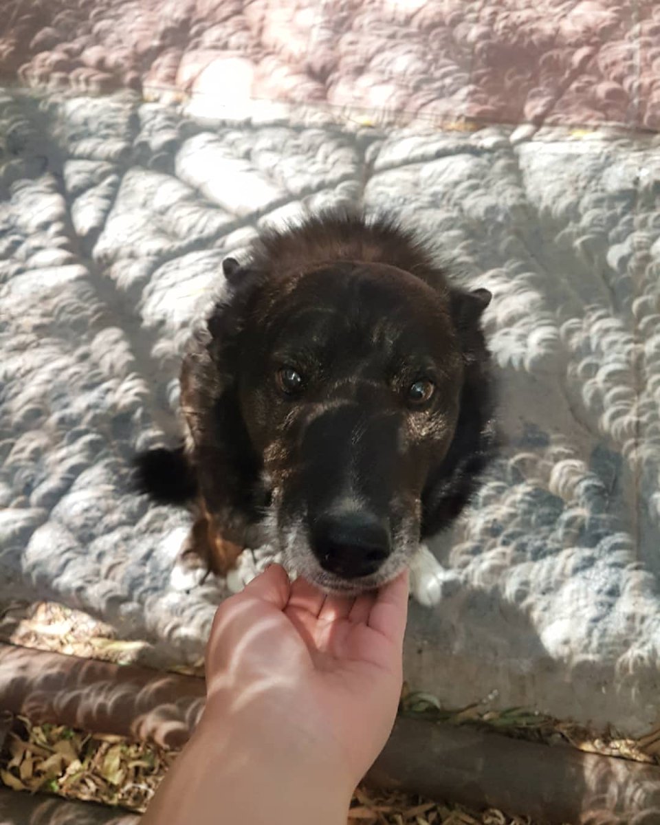 aldi3rvin's tweet photo. Tweet de apreciación a Shablon, el mejor perro del mundo y al que voy a extrañar toda la vida ❣💫 https://t.co/ULauL2Q0OC