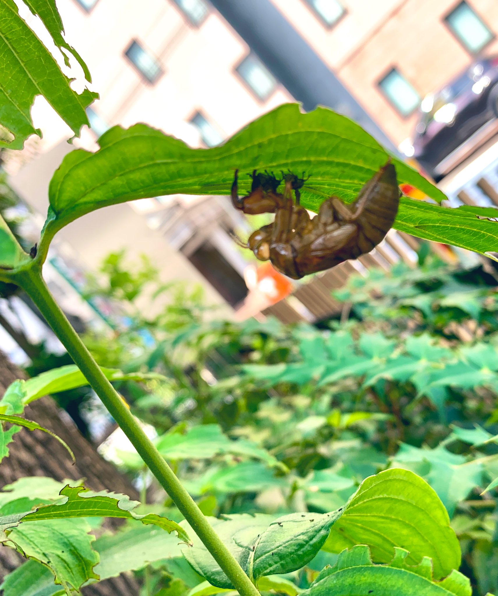 はたけやま裕 高知からおはようございます 都内ではあまり聴くことのない 蝉の声全開だなーと思ったら 抜け殻見つけました それにしてもこっちの鳴き声は ジャワジャワ ジージー みたいな声 何蝉でしょう T Co Xfun5nqzdx Twitter