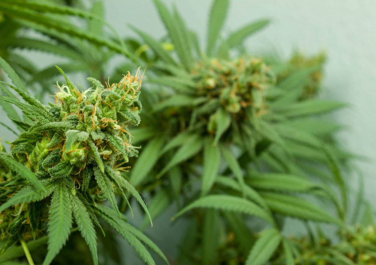 HybridFastCan's tweet photo. What is a #cannabis #terpene profile? 🌱 This recent #HybridFast #blog explains: https://t.co/Rhva6mceDj https://t.co/47qPA4M6sS
