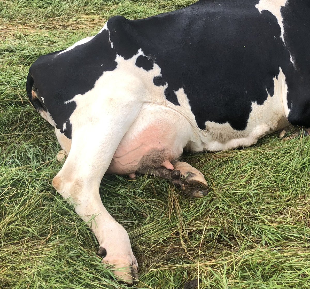 We’re always banging on about the importance of foot &amp; leg cleanliness for udder health!

Often people ask why dirty feet are a problem for mastitis…

The natural lying position of the cow places the teat end exactly where?! 🤔 

#CleanFeetCleanTeat