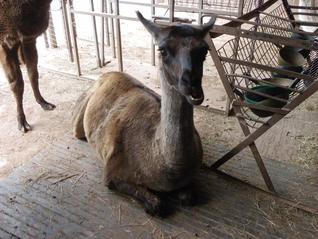 Today's #Herefordshire birthday #llama is handsome Stonehenge.  This morning he's happily ruminating on life on his seventh birthday