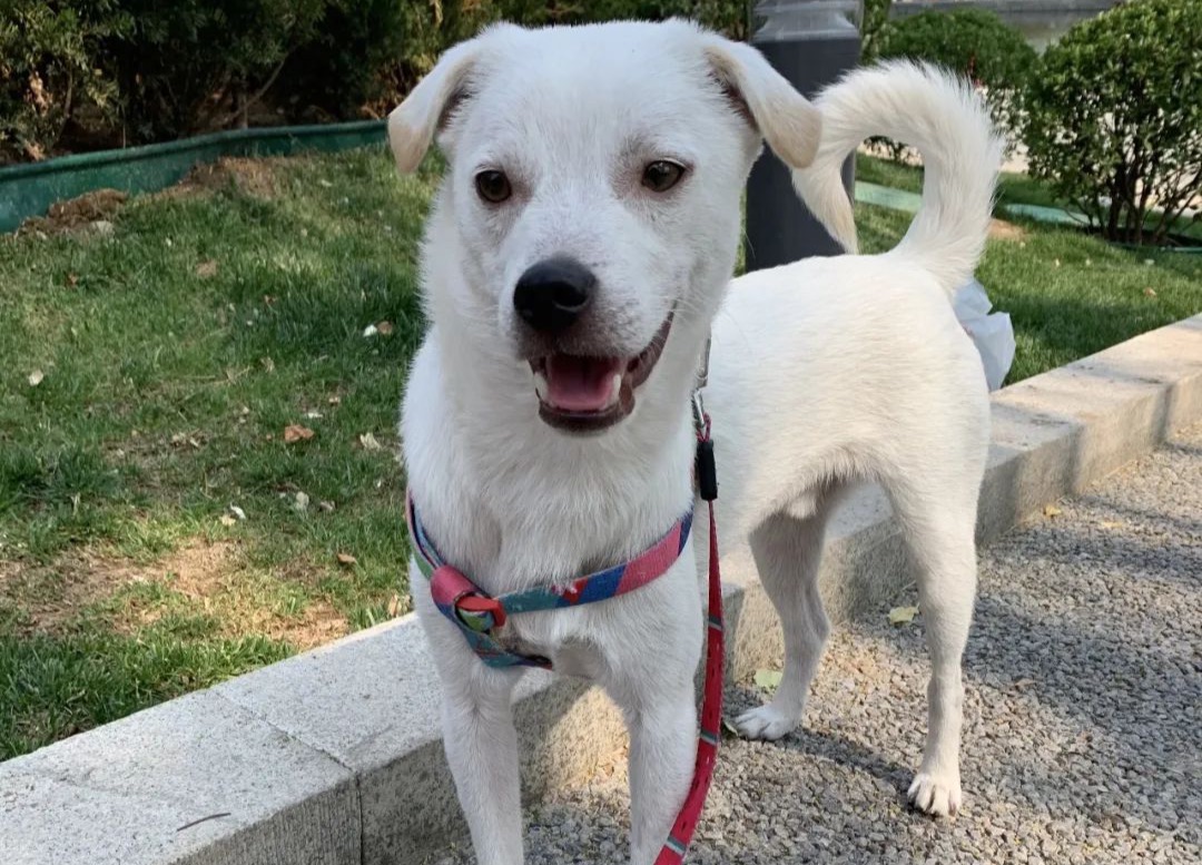 ICVS Animal Hospital tweet media