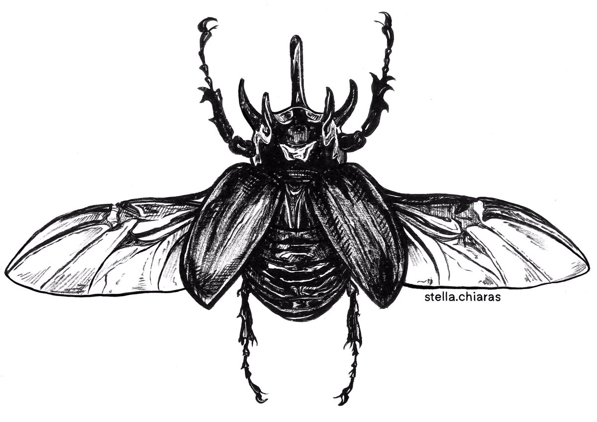 stellachiaras's tweet photo. hi🦋
my name is stella and i’m a non-binary artist👀 
my commissions are open!!
https://t.co/iWMlx2kbdm https://t.co/MeeJit3rhm