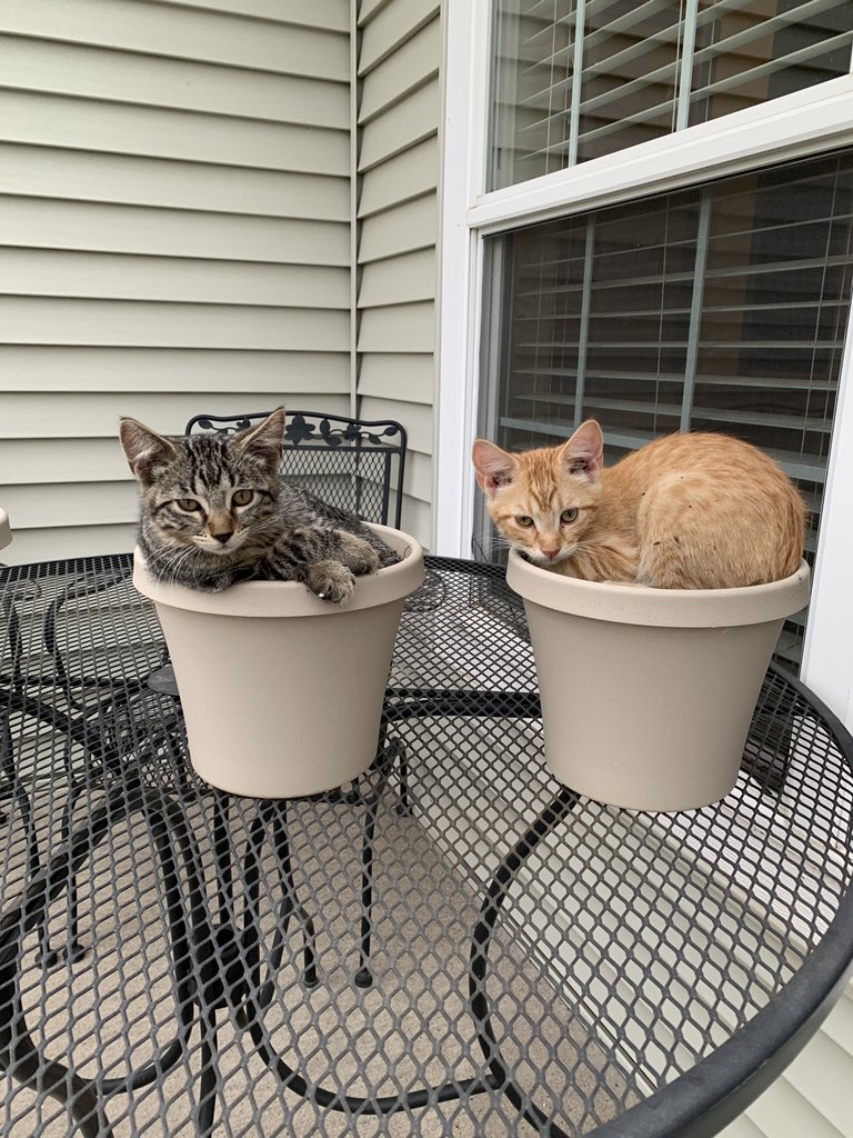 madiidale's tweet image. cats in pots