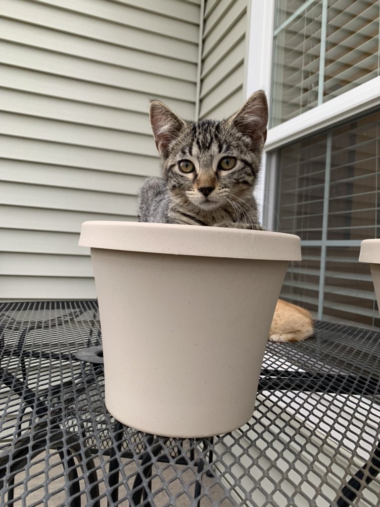 madiidale's tweet image. cats in pots