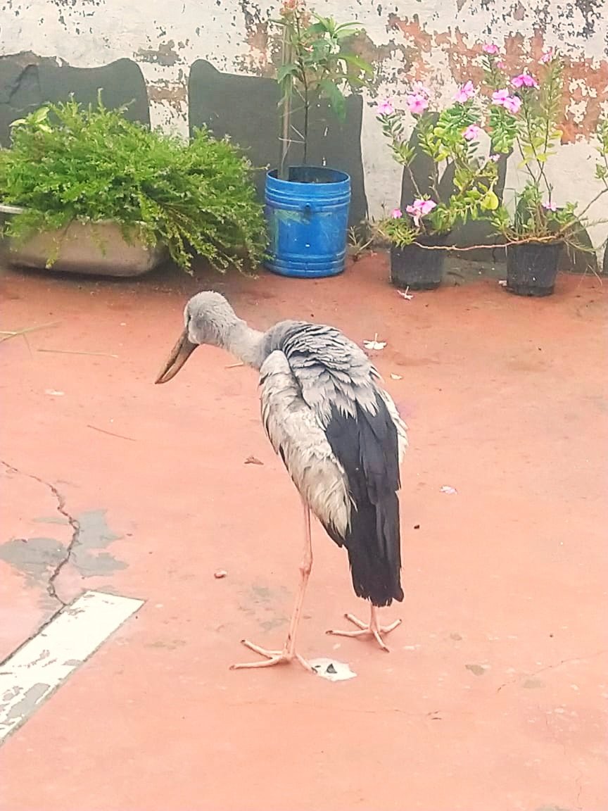 AnkitKumar_IFS's tweet photo. Let's act responsibly in this kite flying season. Say NO to Nylon/Glass beaded Maanjha.🚫

Are you with me? 🙏 https://t.co/EfTRusVzdX
