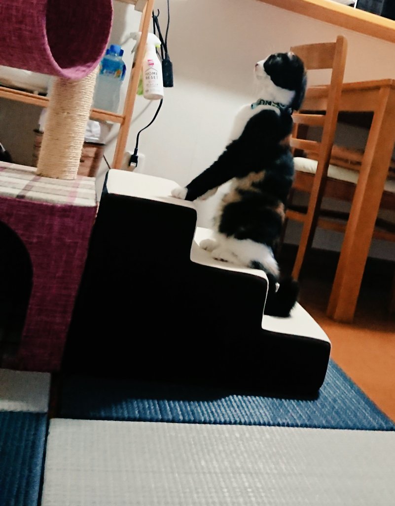 ide34629vv's tweet photo. 姿勢よし🤣背筋伸びまくり🤣
#ネコ
#猫
#猫好きさんと繋がりたい https://t.co/UGXqT2d1W3