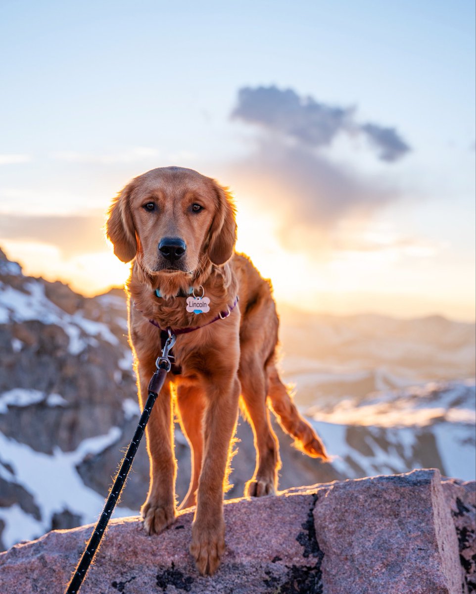 Happy Friday, here’s one of my favorite pictures I’ve taken of my dog.