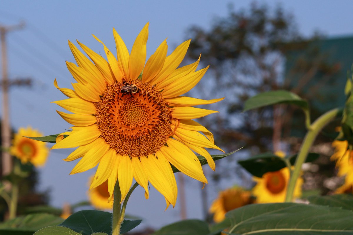chels_harts's tweet photo. Our trip to the sunflower field this week had me thinking of how excited I am for the next book to be released this fall! 🐝 ❤ 🏴󠁧󠁢󠁳󠁣󠁴󠁿 @Writer_DG https://t.co/QyHSQUxRBd