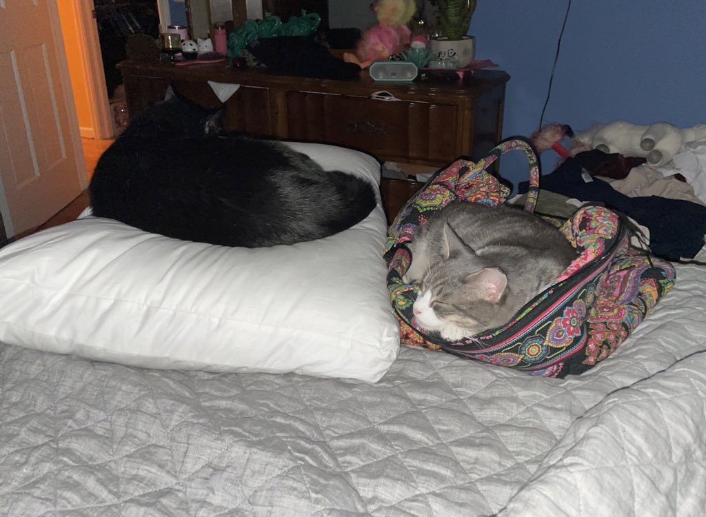 Purrblic Defender Cats (@publicdefcats) on Twitter photo 