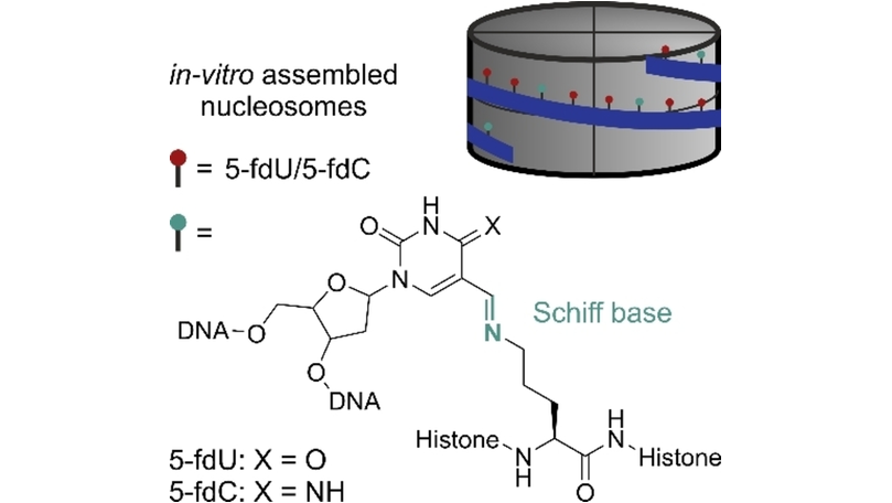 Chemistry (@chemeurj) on Twitter photo Comparative Nucleosomal Reactivity of 5-Formyl-Uridine and 5-Formyl-Cytidine (Carell et al.) <a href="/CarellGroupLMU/">The Carell Group</a> #OpenAccess through #ProjektDEAL onlinelibrary.wiley.com/doi/10.1002/ch… Comparative Nucleosomal Reactivity of 5-Formyl-Uridine and 5-Formyl-Cytidine (Carell et al.) <a href="/CarellGroupLMU/">The Carell Group</a> #OpenAccess through #ProjektDEAL onlinelibrary.wiley.com/doi/10.1002/ch…