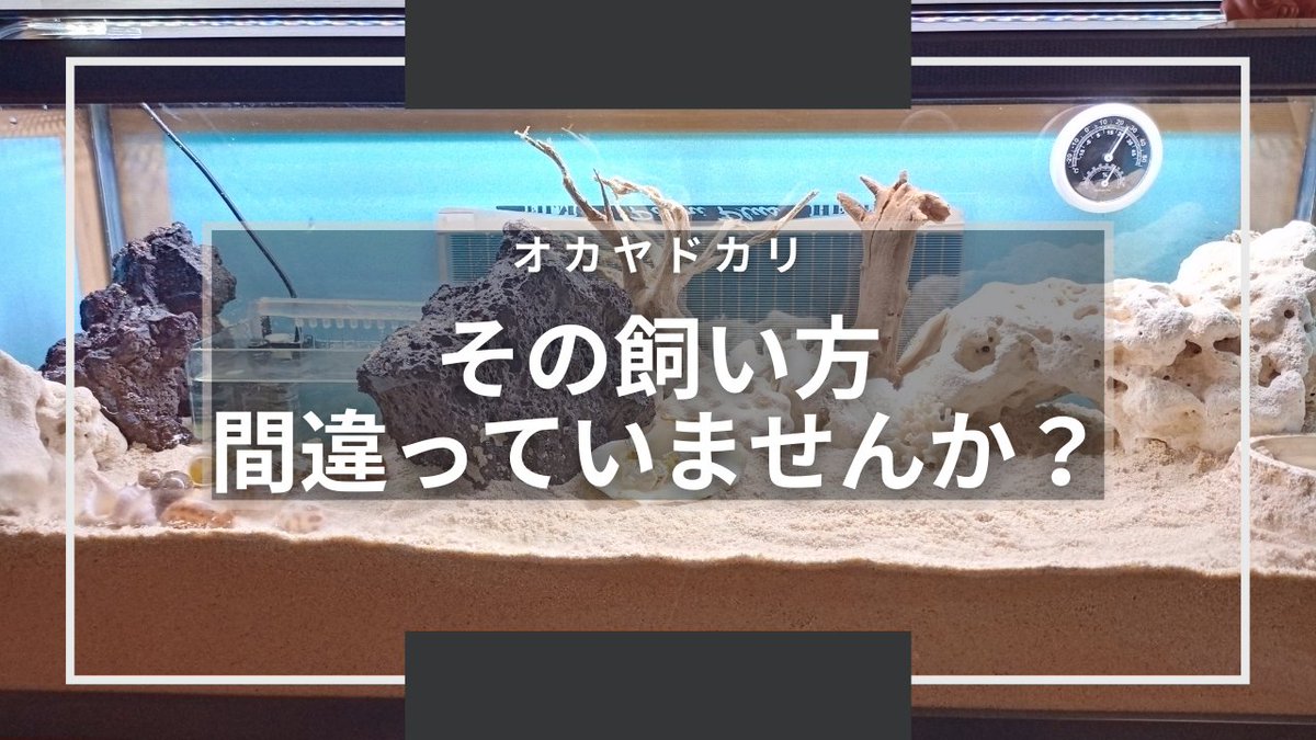 yadookach's tweet photo. #オカヤドカリ フルメンテ動画

虫は湧く❓ 溺れる❓ 砂の湿り気❓
砂の量❓ 掃除の頻度は❓
冬場は❓

質問を参考に
皆さんの気になっているところを
動画にしました✨

オカヤドカリを飼育している方々
拡散をよろしくお願いします🙏

前編
https://t.co/h8nkgL02bV
後編
https://t.co/wFPStbOIbr https://t.co/XaRaKLY9nj