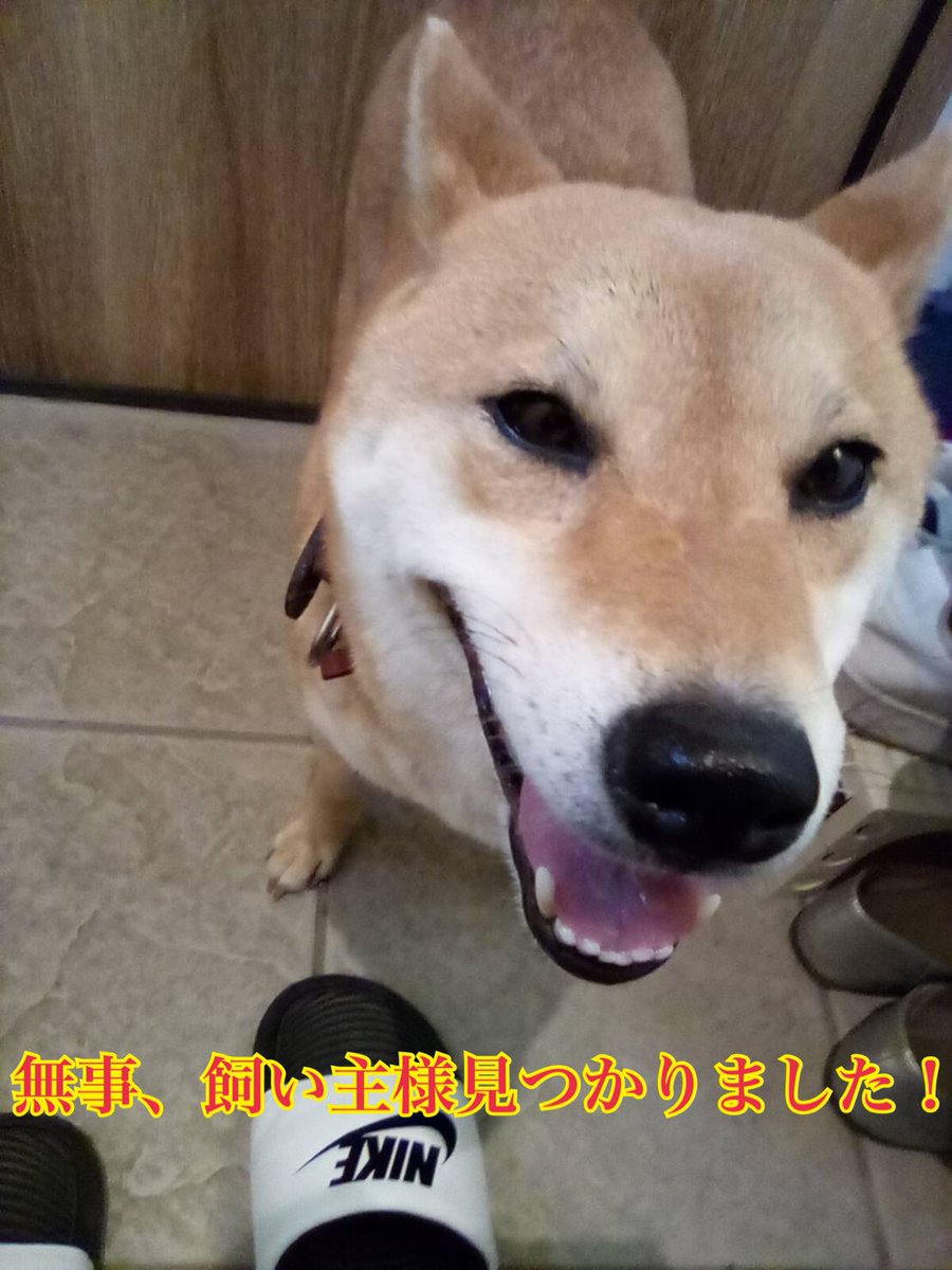 CXxx0802's tweet photo. 先程、飼い主様が見つかりました！
たまたま通りすがりの方がこの子見てあそこの家の子じゃないか、と言われたので確認しに行ったらそこの子でした！！飼い主様も探されていたようで、無事お家にお返しする事ができました！
沢山のリツイートなど色々ご協力いただいて本当にありがとうございました！ https://t.co/w7ZaZT3THY