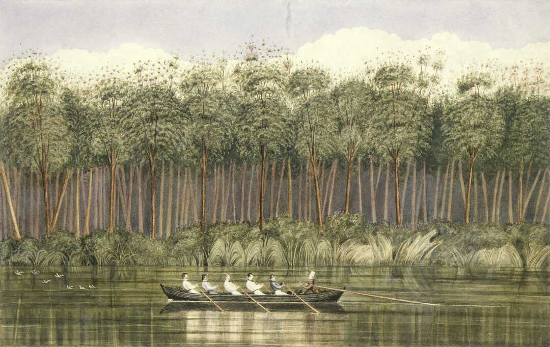 Watching the rowing at the Olympics on tv last week had me thinking Cowdie Forest on the Wairoa by Charles Heaphy #NZArtParallels