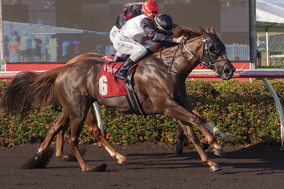 Darwin Turf Club tweet media