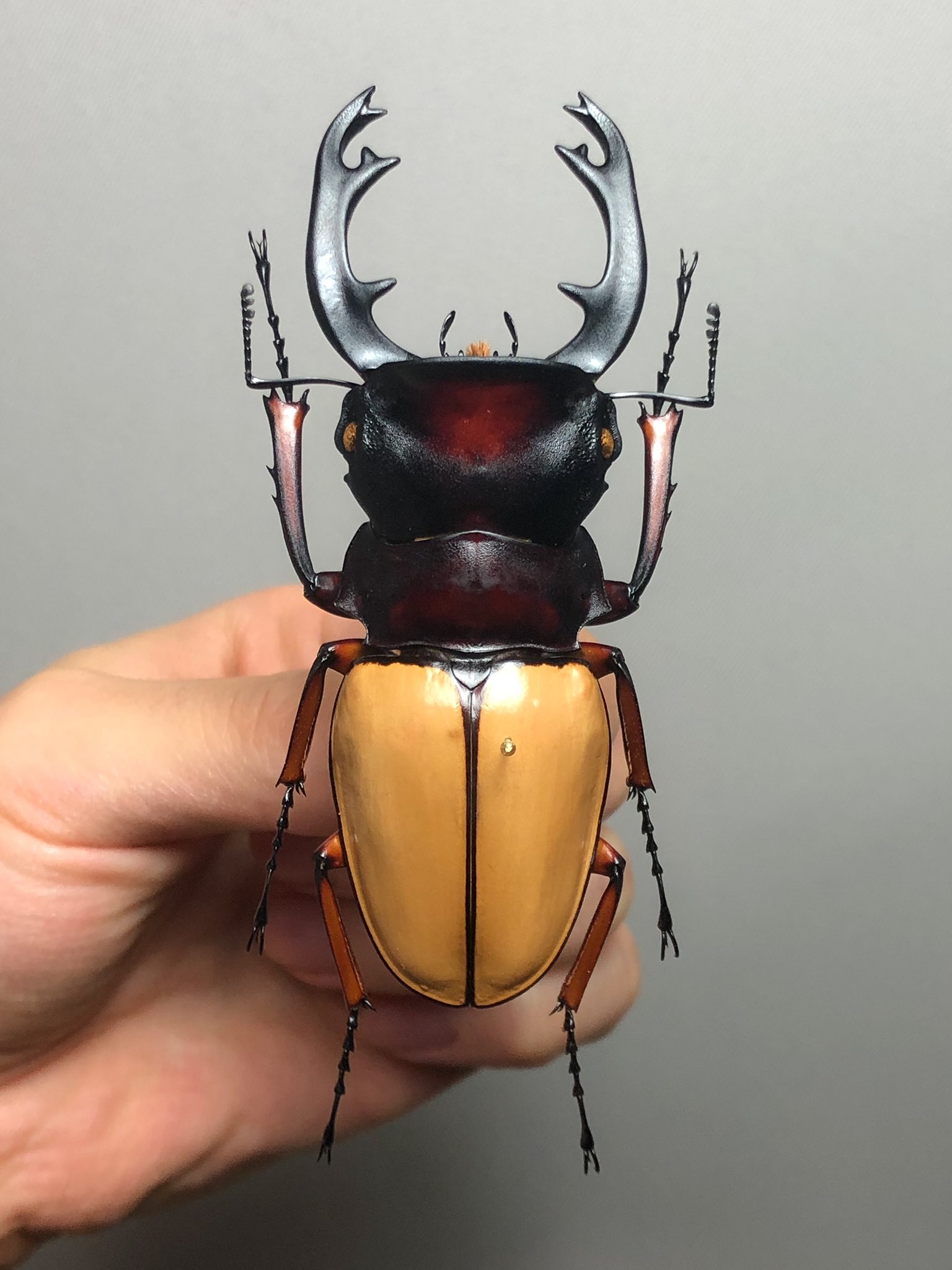 フェモラリスツヤクワガタ 標本 フェモラリスツヤクワガタ 標本（2019,11/14 新着WILD
