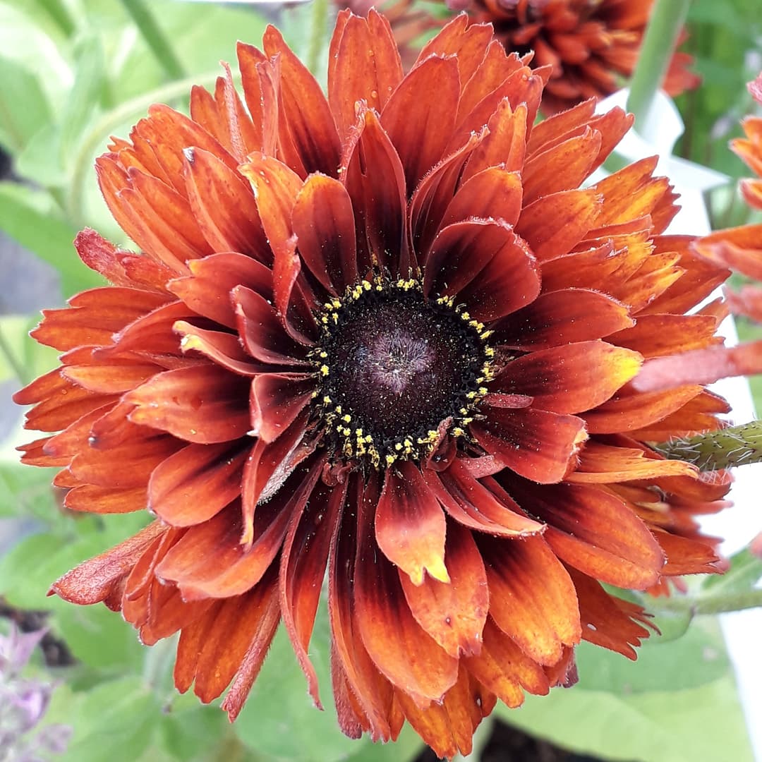 Daisy daisy! Great for late summer colour!