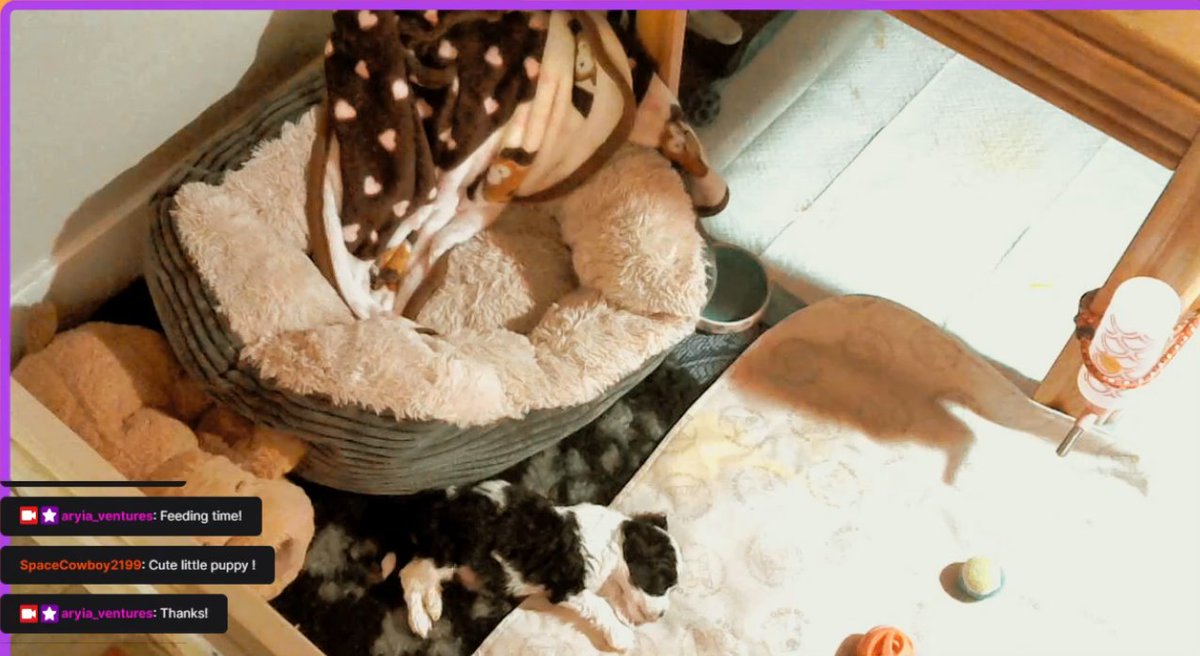 Aryia_Ventures's tweet photo. Looking for some #chill #wholesomecontent to put on in the background? How about some #chillbeats + a 5-week old orphaned #puppy? #twitch #livestream #dogsoftwitter #aussiedoodle #dogsoftwitch #dogsoftheinternet https://t.co/0KL6xDVeSS https://t.co/X5dk9C78MO